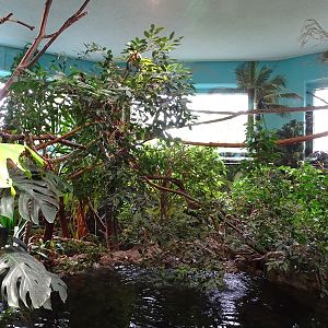 Gibbon House: Emperor tamarin indoor enclosure