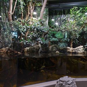 Gibbon Haus: Mangrove paludarium part 1