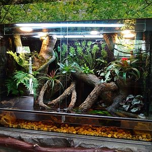 Gibbon Haus:  terrarium for Tonkin bug-eyed frog