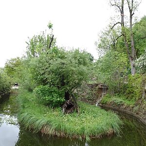 Gibbon Haus: Binturong enclosure