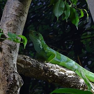 Fiji banded iguana (Brachylophus fasciatus)