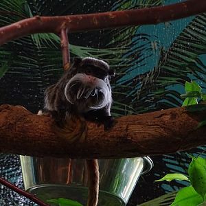 Bearded emperor tamarin (Saguinus imperator subgrisescens)