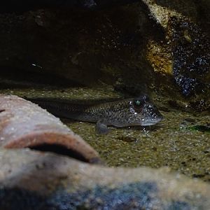 Pearse's mudskipper (Periophthalmus novemradiatus)