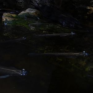 Four-eyed fish (Anableps anableps)