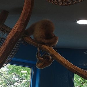 Lar gibbon (Hylobates lar)