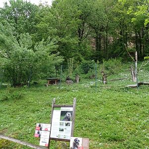 Enclosure for Eurasian black vulture