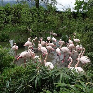 Enclosure for greater flamingo