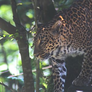 African leopard (Panthera pardus pardus)