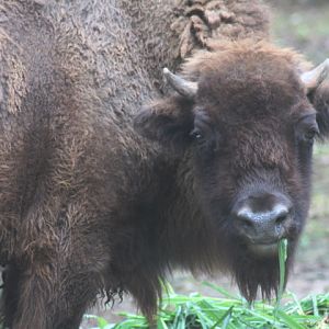 European bison (Bison bonasus bonasus)