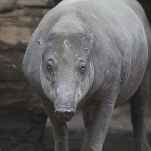 North Sulawesi babirusa (Babyrousa celebensis)