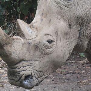 Southern white rhinoceros (Ceratotherium simum simum)