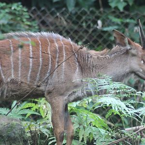 Lowland nyala (Tragelaphus angasii)