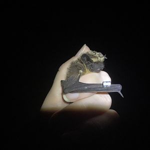 Parti-coloured Bat (Vespertilio murinus)