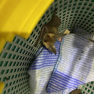 Grey Long-eared Bat (Plecotus austriacus)