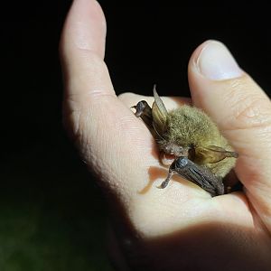 Natterer’ Bat (Myotis nattereri)