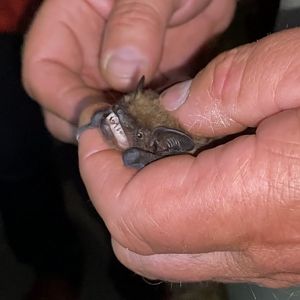 Serotine (Eptesicus serotinus)