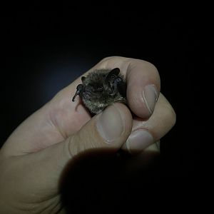 Brandt’s Bat (Myotis brandtii)
