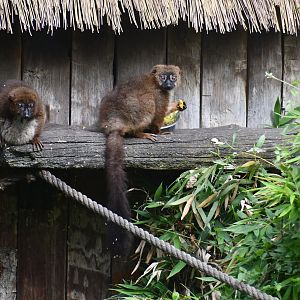 Red-bellied Lemurs
