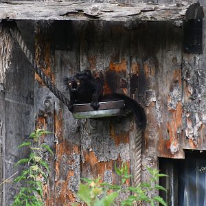 Black Lemur