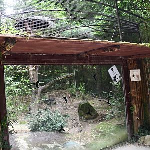 Greater Vasa Parrot exhibit