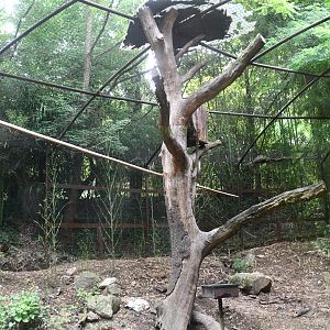 Greater Vasa Parrot exhibit