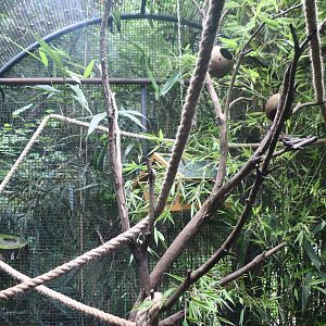 Mouse Lemur exhibit (outdoor cage)
