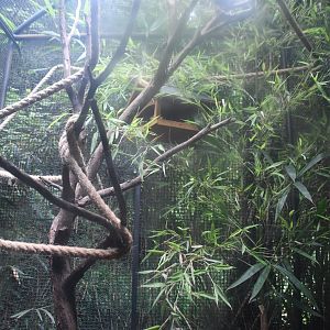 Mouse Lemur exhibit (outdoor cage)