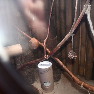 Mouse Lemur exhibit (indoor section)