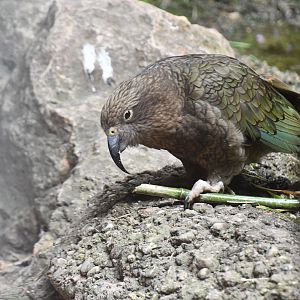 Kea