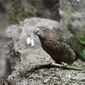 Kea