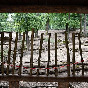 Bennett's Wallaby exhibit viewing area