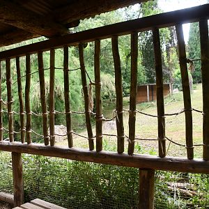 Eastern Grey Kangaroo exhibit viewing area