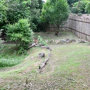 Eastern Grey Kangaroo exhibit (mixed with Black Swans)