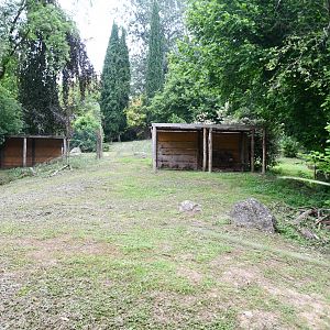 Eastern Grey Kangaroo exhibit (mixed with Black Swans)