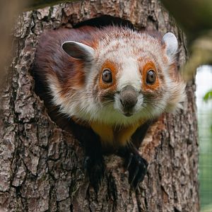 Red and white giant flying squirrel (Petaurista alborufus castaneus)