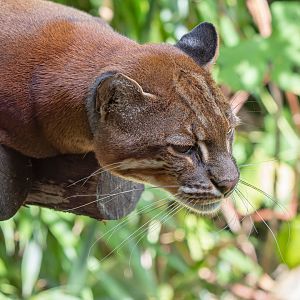 South-east Asian golden cat (Catopuma temminckii temminckii)
