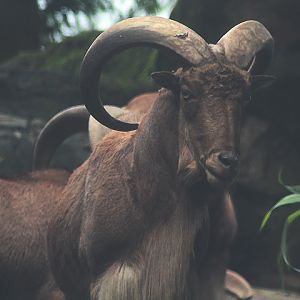Libyan aoudad (Ammotragus lervia fassini)