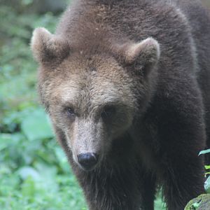 Eurasian brown bear (Ursus arctos arctos)