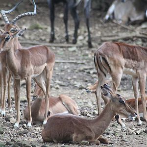 Common impala (Aepyceros melampus melampus)