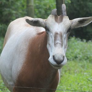 Scimitar oryx (Oryx dammah)