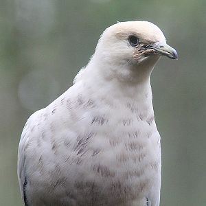 Pied imperial pigeon (Ducula bicolor bicolor)