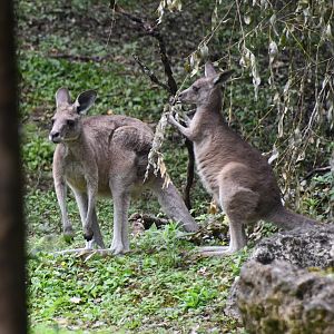 Great Grey Kangaroos