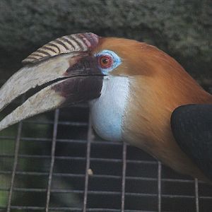 Blyth's hornbill (Rhyticeros plicatus plicatus)