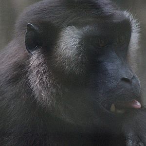 Siberut macaque (Macaca siberu)