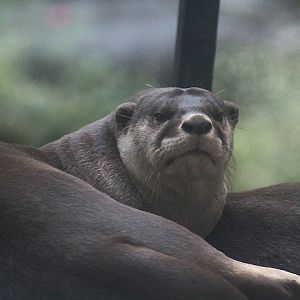 Smooth-coated otter (Lutrogale perspicillata perspicillata)