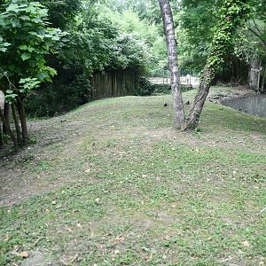 Double-wattled Cassowary exhibit (mixed with Black Swans)