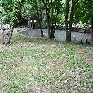 Double-wattled Cassowary exhibit (mixed with Black Swans)