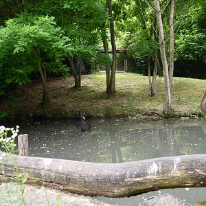 Double-wattled Cassowary exhibit (mixed with Black Swans)