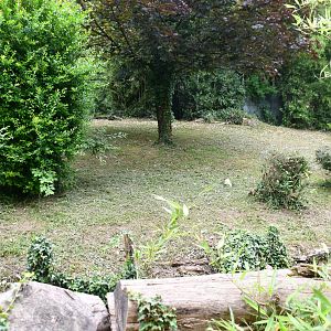 Double-wattled Cassowary exhibit (mixed with Black Swans)