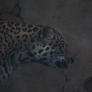 Amazonian jaguar (Panthera onca onca)